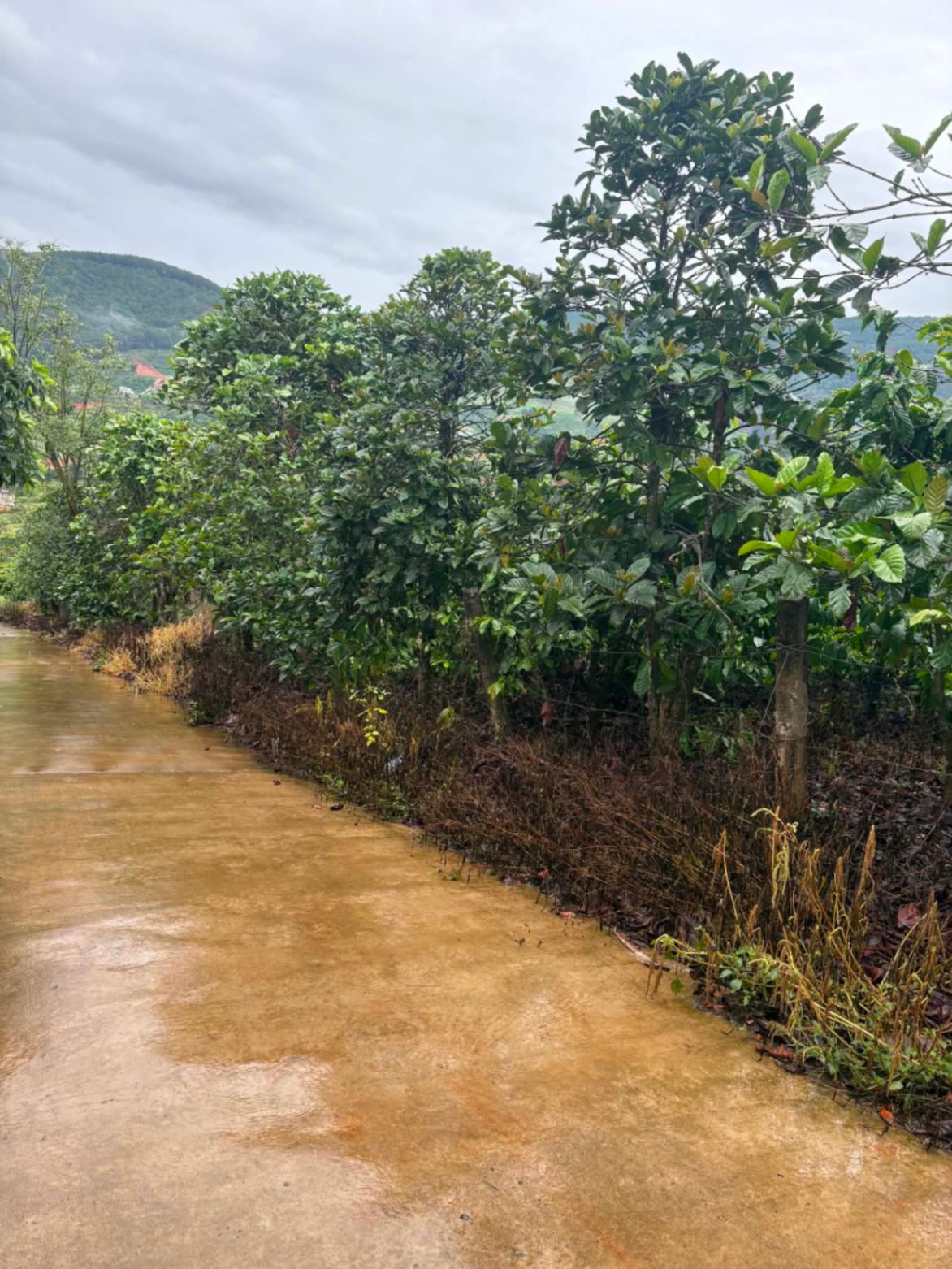 SIÊU PHẨM ĐẤT SÀO GIÁ ĐẦU TƯ – 2 MẶT TIỀN BÊ TÔNG – SẴN THỔ CƯ