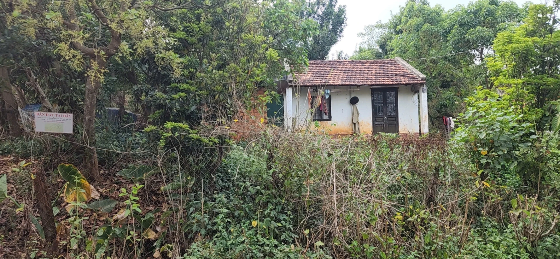 🏡 BÁN ĐẤT VƯỜN VIEW ĐẸP – TÂN HÀ, LÂM HÀ – GẦN ĐÀ LẠT 🌿 Có sẵn vườn Macca, Sầu riêng, Tiêu – Có thổ cư