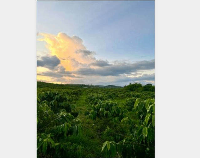 📍 BÁN LÔ ĐẤT 14.130M² VIEW SUỐI – GIÁ TỐT TẠI LÂM HÀ 🌿 View đồi núi – Suối tự nhiên quanh năm – Tiềm năng nghỉ dưỡng