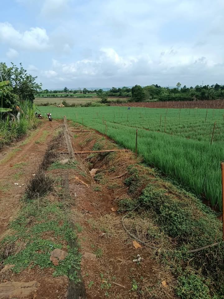 bán đất vườn
