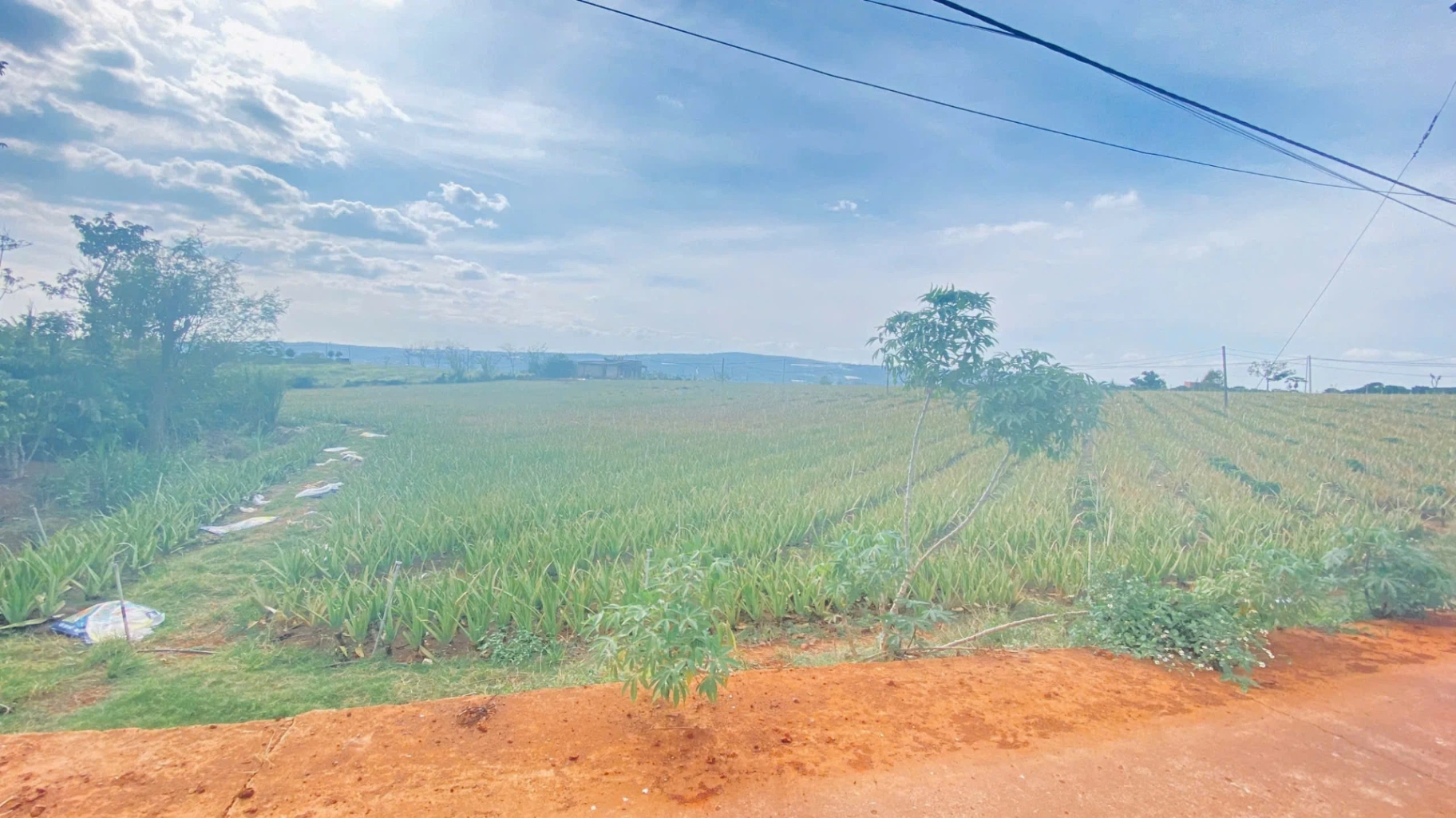 📢 **BÁN GẤP 1,1HA ĐẤT TÂN HỘI – ĐỨC TRỌNG, LÂM ĐỒNG** 📢