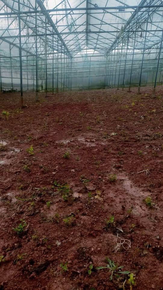 Cần bán 1,5 sào đất tại  Đan kia vườn phường LangBiang đà lạt, (Lạc Dương cũ)