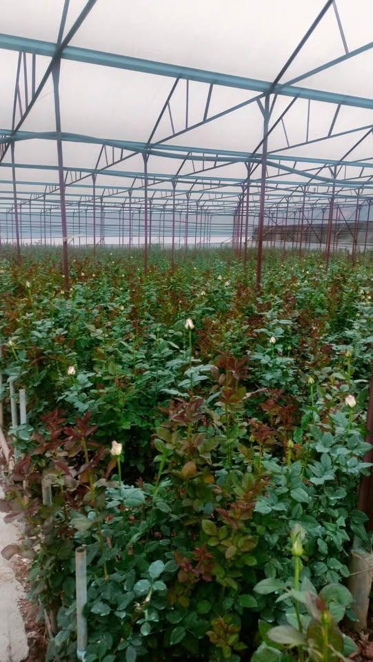 CẦN BÁN ĐẤT VƯỜN NHÀ LỒNG HƯỚNG LẠC DƯƠNG SANG ĐA SA. Gần chùa Khuông Việt.