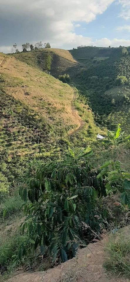 🌿 BÁN ĐẤT VƯỜN GIÁ TỐT TẠI PHÚ SƠN – LÂM HÀ 🌿