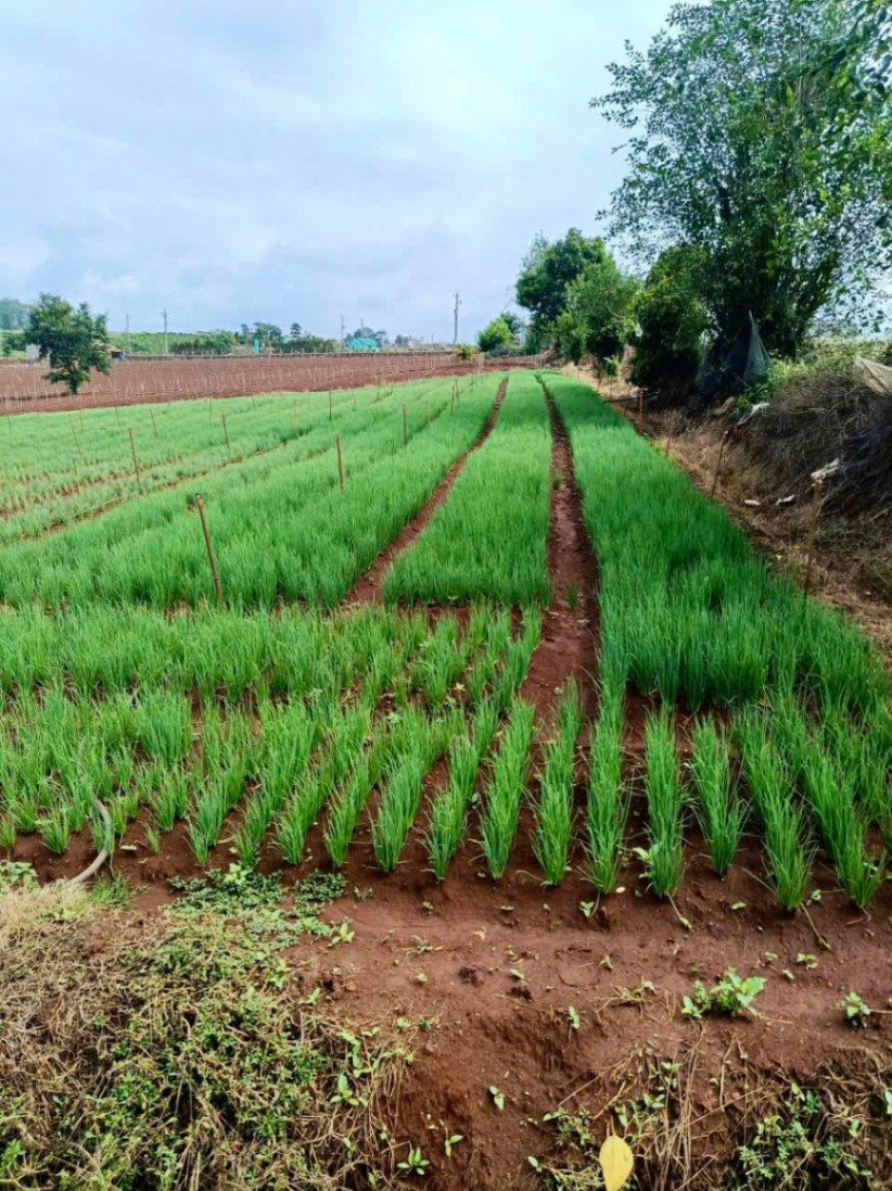 Bán gấp 4200m tại N'thôn hạ Đức trọng