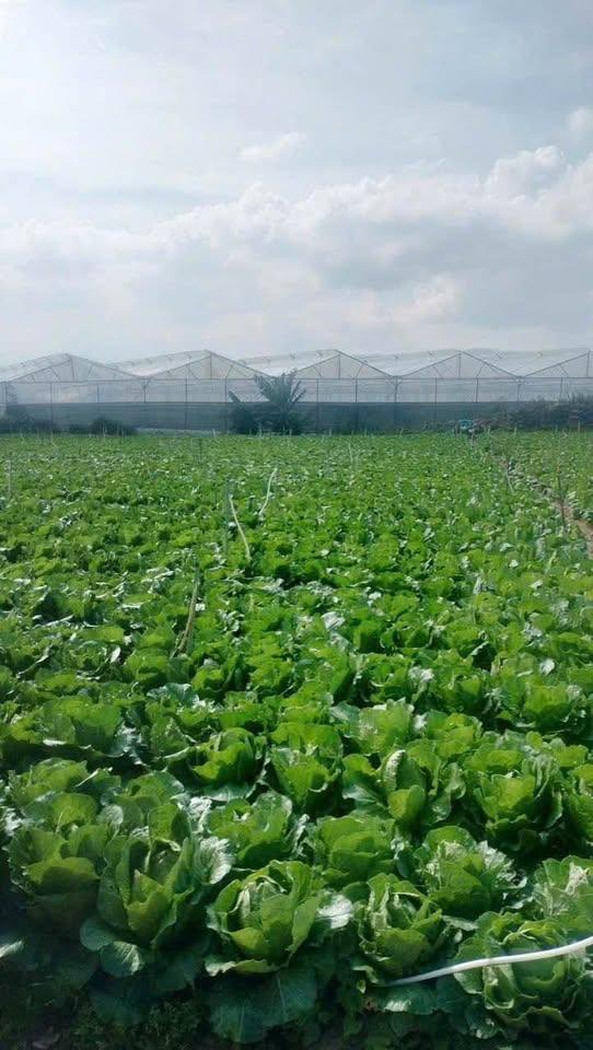 Cần bán đất vườn đã san băng tại Lạc Dương cũ